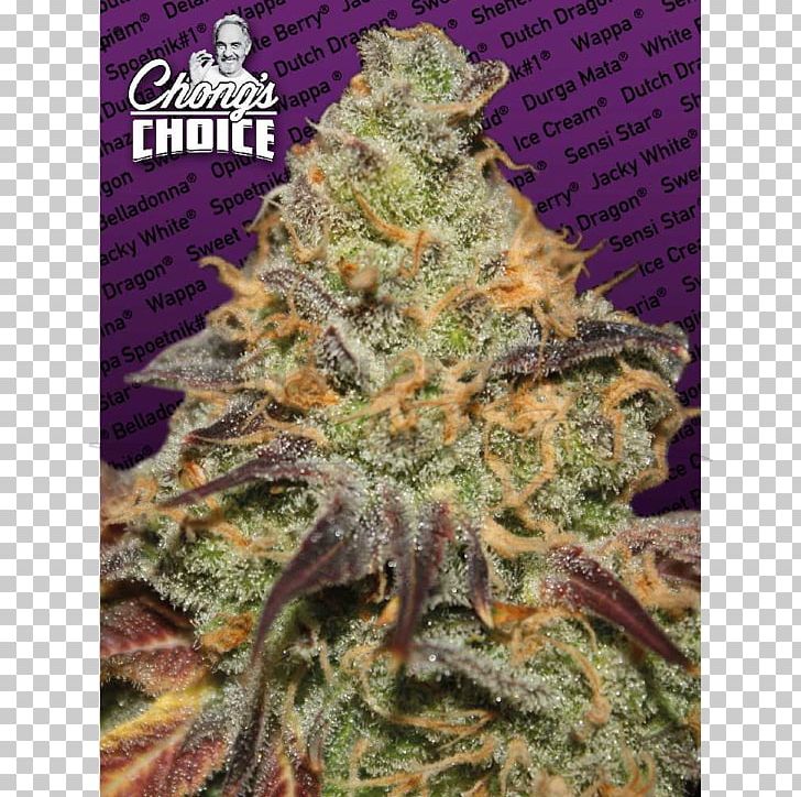 Paradise Seeds Cannabis Sativa Skunk Autoflowering Cannabis PNG, Clipart, Amsterdam Seed Center, Animals, Autoflowering Cannabis, Cannabis, Cannabis Cultivation Free PNG Download