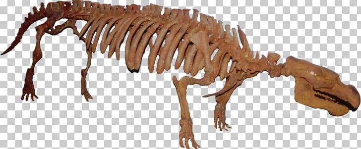 Tyrannosaurus Dugongidae Pezosiren Eocene PNG, Clipart, Animal, Animal Figure, Carnivoran, Dinosaur, Distributed Free PNG Download