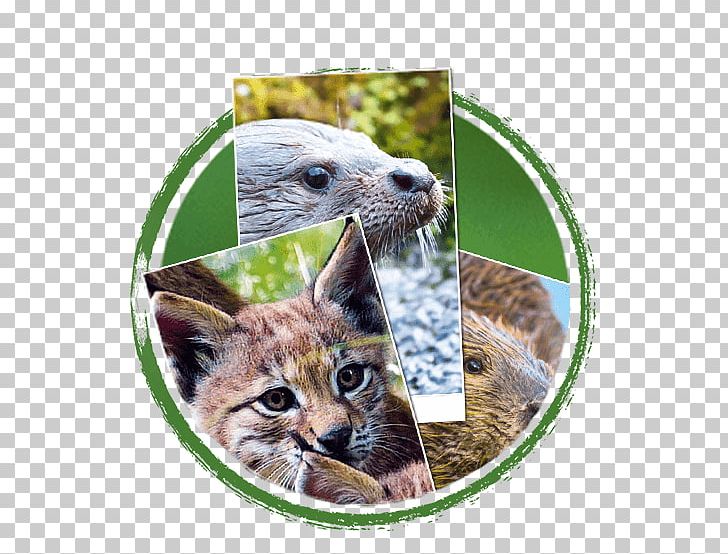 Whiskers Cat Snout Fauna Wildlife PNG, Clipart, Animals, Carnivoran, Cat, Cat Like Mammal, Fauna Free PNG Download