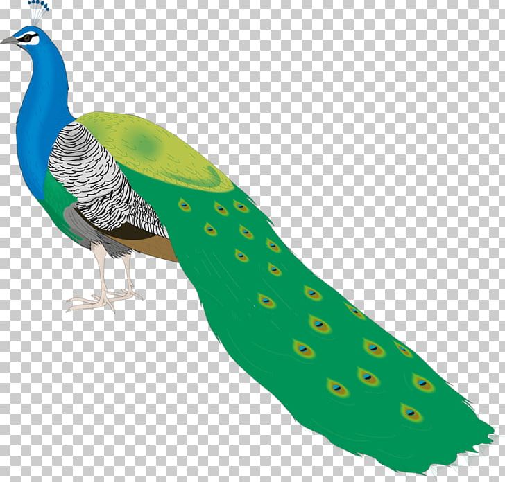 Bird Peafowl PNG, Clipart, Animal, Animals, Animation, Asiatic Peafowl, Beak Free PNG Download