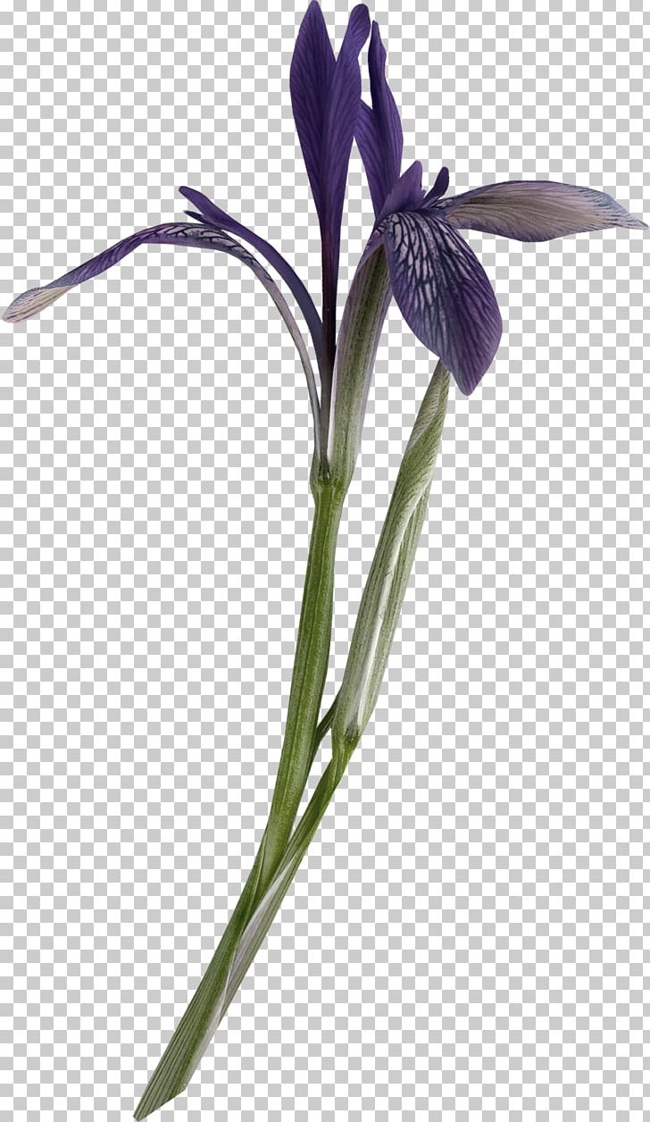Cut Flowers Plant Stem Petal Violet PNG, Clipart, Cut Flowers, Decorative Pattern, Family, Flower, Flowering Plant Free PNG Download