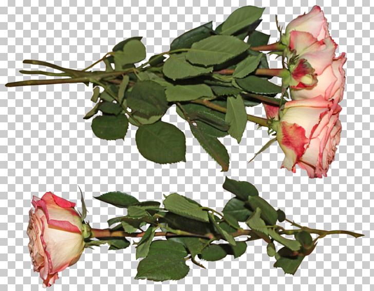 Garden Roses Cut Flowers Petal PNG, Clipart, Branch, Bud, Cut Flowers, Deviantart, Download Free PNG Download