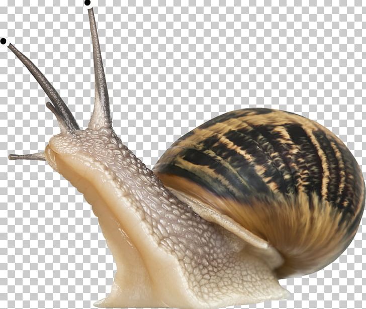 Cornu Aspersum Burgundy Snail Snail Slime Pet PNG, Clipart, Animal, Animals, Creative, Cute Animal, Cute Animals Free PNG Download