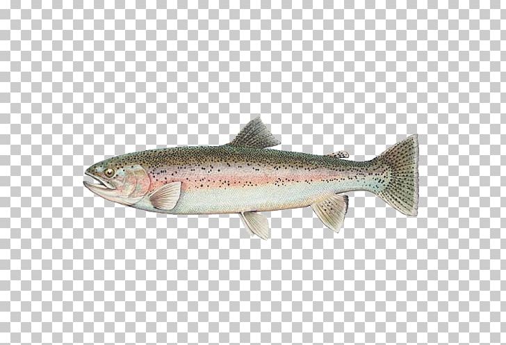 Round Valley Reservoir Polyploid Rainbow Trout Chinook Salmon PNG, Clipart, Anchovy, Animal, Animals, Bonito, Bony Fish Free PNG Download