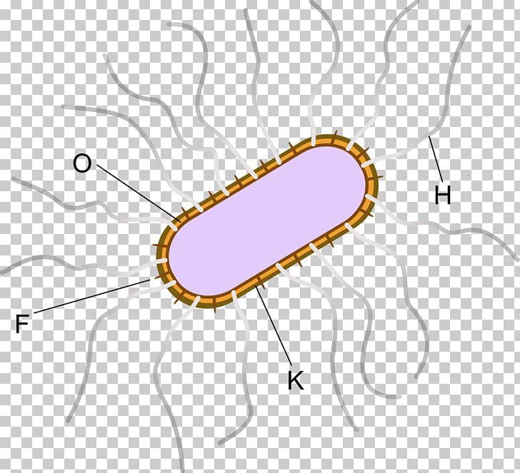E. Coli Asiatic Cholera Bacteria Antigen Vibrio Parahaemolyticus PNG, Clipart, Antigen, Area, Artwork, Asiatic Cholera, Bacteria Free PNG Download