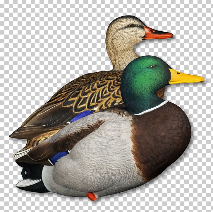 Mallard Seaducks Decoy Hunting PNG, Clipart, Animals, Anseriformes, Beak, Bird, Canard Free PNG Download