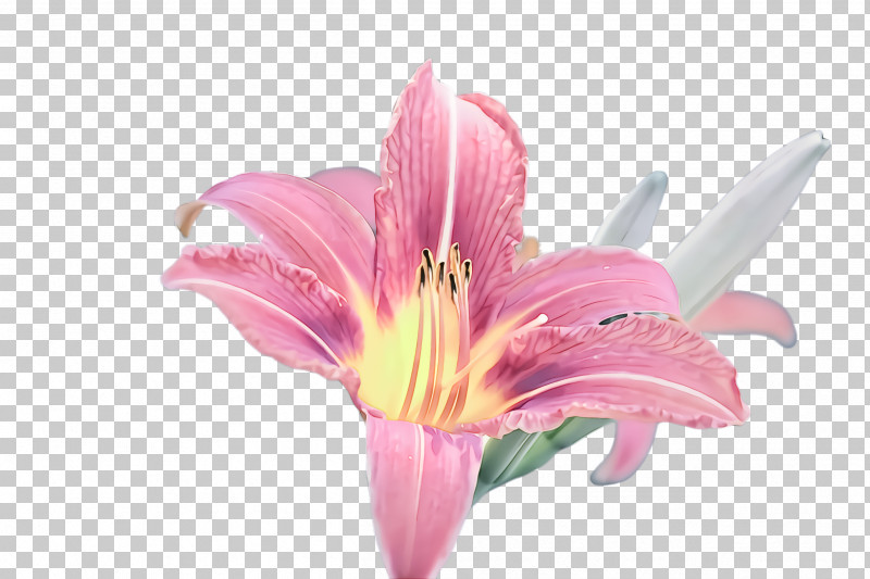 Flower Lily Pink Petal Plant PNG, Clipart, Amaryllis Belladonna, Cut Flowers, Flower, Lily, Lily Family Free PNG Download