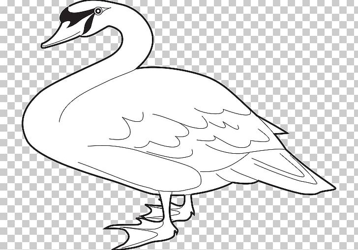 Domestic Goose Magpie Goose PNG, Clipart, Animals, Artwork, Beak, Bird, Black Swan Free PNG Download