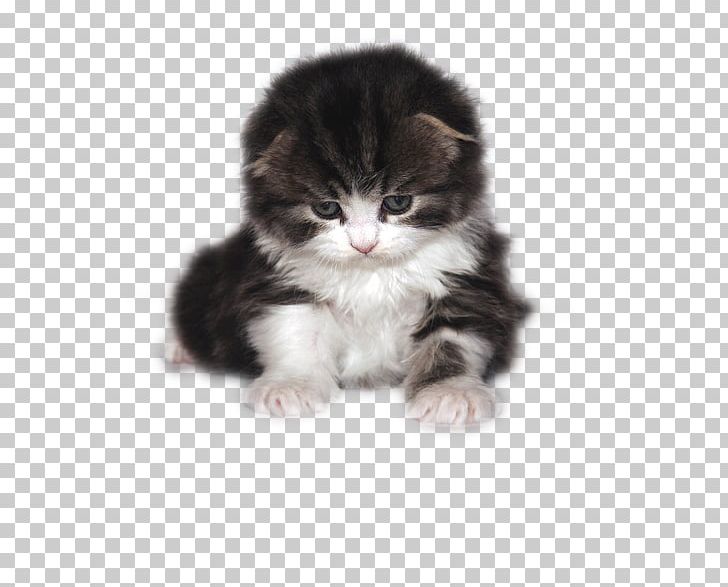 Cat Kitten Puppy PNG, Clipart, Animal, Animals, Background Black, Black, Black Background Free PNG Download