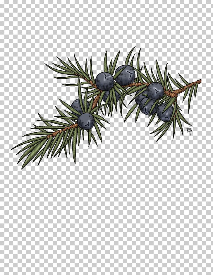 Juniper Berry Drawing Art Tree PNG, Clipart, Art, Berries, Berry, Blueberry, Branch Free PNG Download