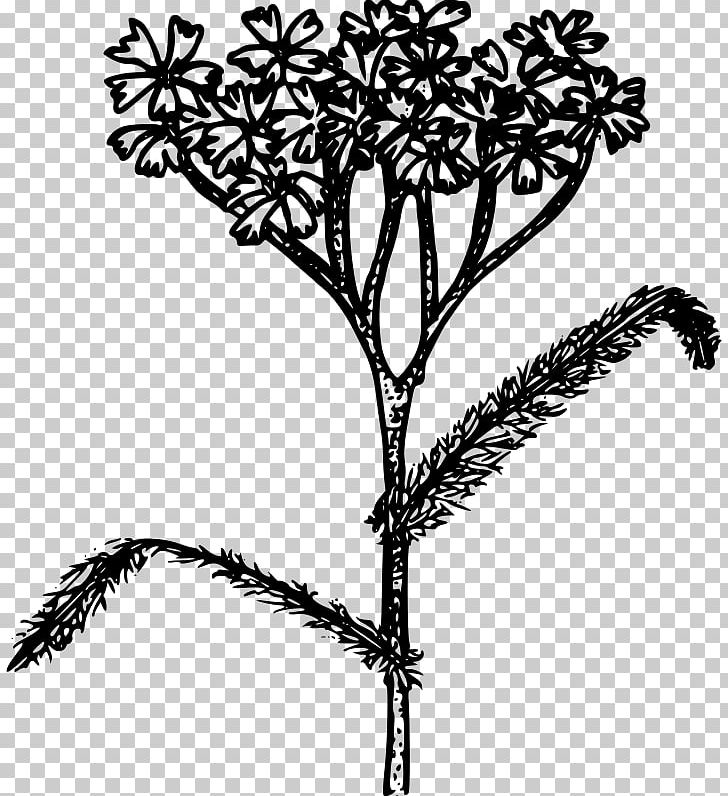 Yarrow Line Art Drawing PNG, Clipart, Black And White, Branch, Coloring Book, Drawing, Flora Free PNG Download