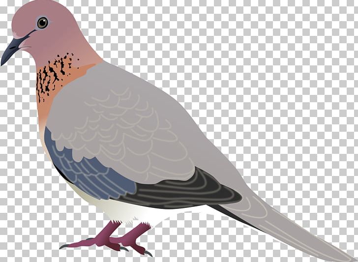 Bird Laughing Dove Mourning Dove Eurasian Collared Dove PNG, Clipart, Animal Figure, Animals, Beak, Bird, Clip Art Free PNG Download