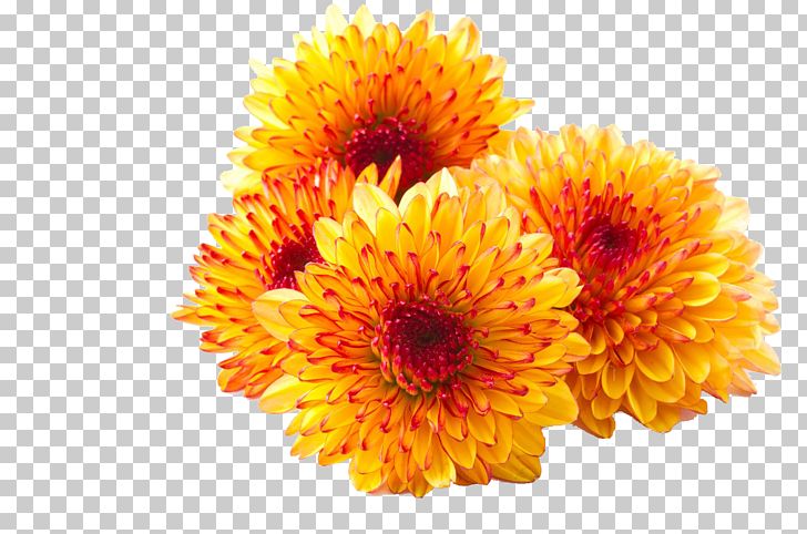 Chrysanthemum Xd7grandiflorum Flower White Stock Photography Dahlia PNG, Clipart, Annual Plant, Blue, Calendula, Chrysanthemum, Chrysanthemum Xd7grandiflorum Free PNG Download