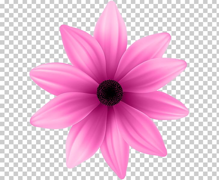 Flower Purple Pink PNG, Clipart, Blue, Closeup, Color, Dahlia, Daisy Family Free PNG Download