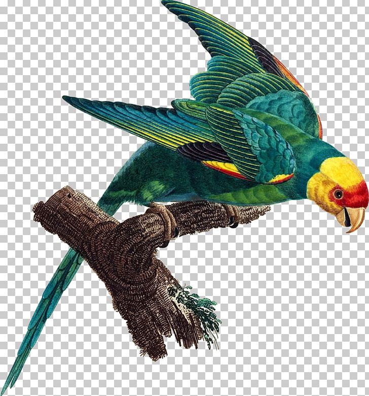 Parrot Carolina Parakeet Bird Extinction PNG, Clipart, Animals, Beak, Bird, Budgerigar, Carolina Free PNG Download