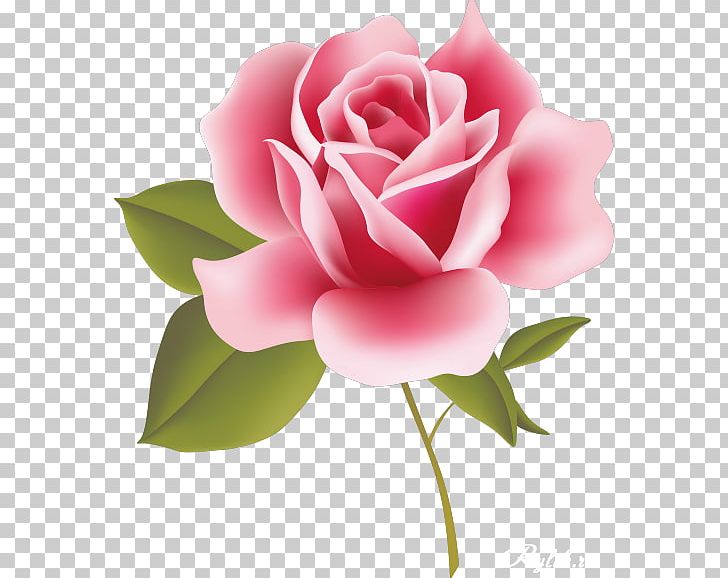 Rose Pink Flower PNG, Clipart, Bud, China Rose, Computer Wallpaper, Cut Flowers, Drawing Free PNG Download