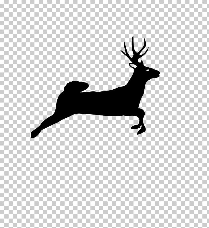 White-tailed Deer Red Deer PNG, Clipart, Animals, Antler, Black And White, Deer, Deer Hunting Free PNG Download