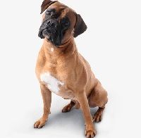Dog PNG, Clipart, Animal, Animals, Animals And Pets, Animals Dogs, Boxer Free PNG Download