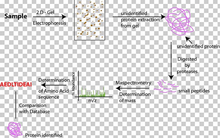 Proteomics Proteome Peptide Mass Fingerprinting Protein Purification PNG, Clipart, Analysis, Area, Autophagy, Brand, Cell Free PNG Download