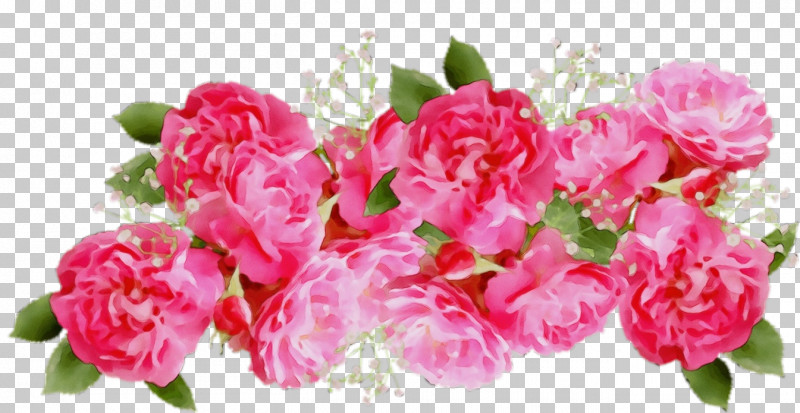 Garden Roses PNG, Clipart, Cabbage Rose, Carnation, Cut Flowers, Floral Design, Floribunda Free PNG Download