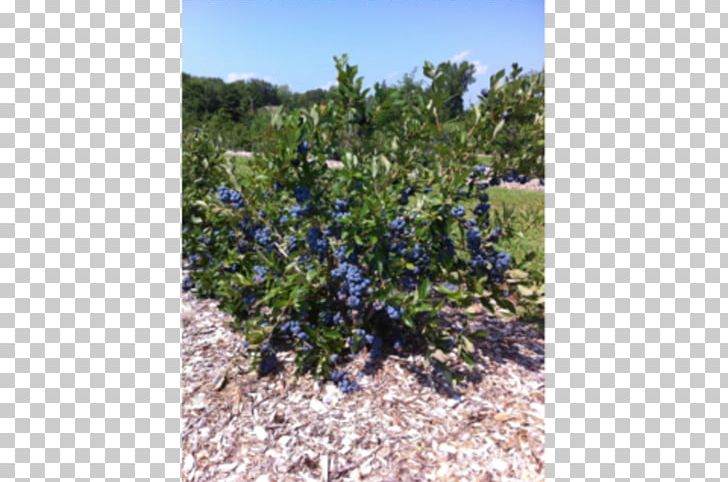 Bleuetière Plant Blueberry Agriculture Shrubland PNG, Clipart, Agriculture, Baiecomeau, Blueberry, Conifer, Ecosystem Free PNG Download