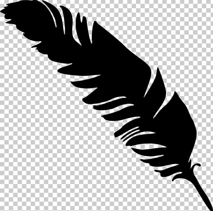 Feather PNG, Clipart, Animals, Autocad Dxf, Beak, Bird, Bird Of Prey Free PNG Download