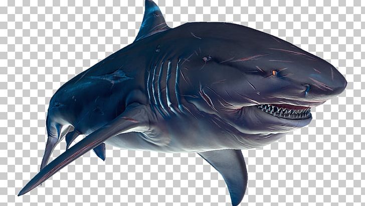 Lamnidae Bull Shark Great White Shark Tiger Shark Requiem Shark PNG, Clipart, Aggression, Animal, Animals, Bull Shark, Cartilaginous Fish Free PNG Download
