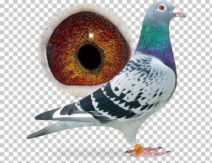 Racing Homer Columbidae Bird Pigeon Racing Animal PNG, Clipart, Aaldering Pigeons, Animal, Animals, Bart Supreme, Beak Free PNG Download