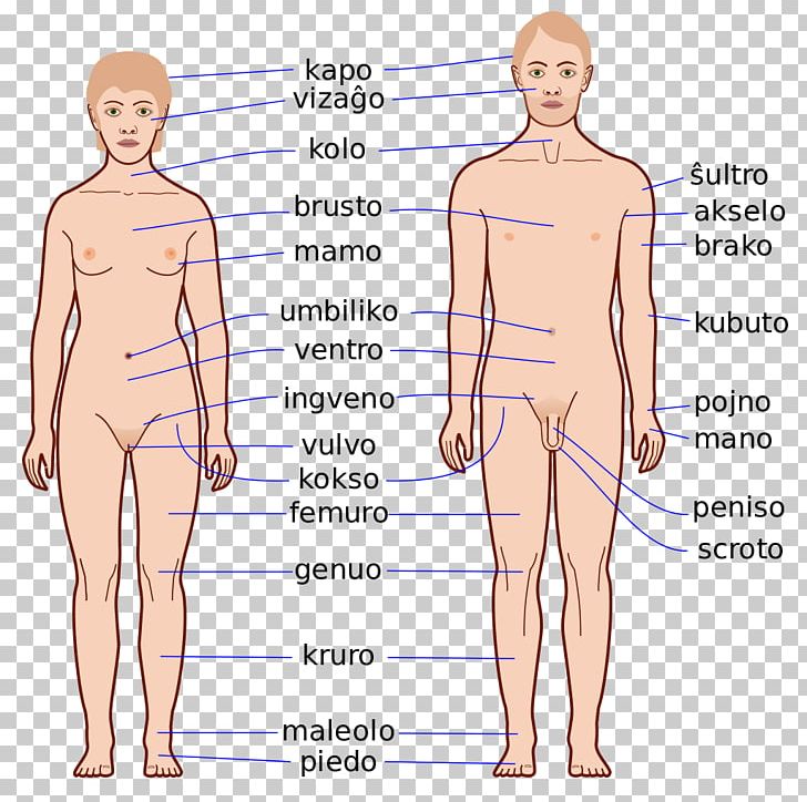Finger Human Body Homo Sapiens Anatomy Physiology PNG, Clipart, Abdomen, Anatomy, Angle, Arm, Back Free PNG Download
