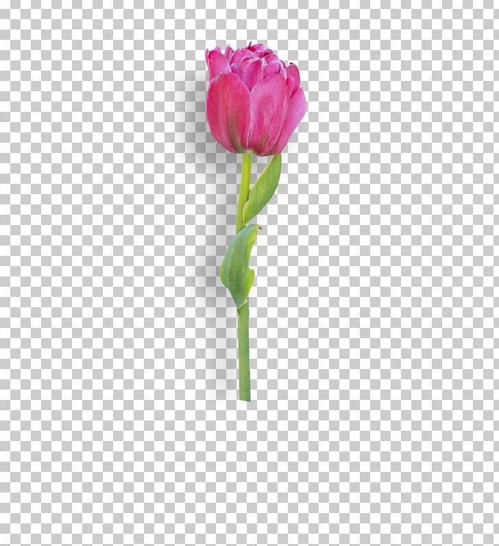 Garden Roses Tulip Cut Flowers Cabbage Rose Plant Stem PNG, Clipart, Bud, Cut Flowers, Diary, Flower, Flowering Plant Free PNG Download