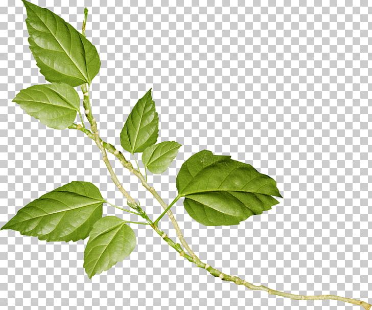 Leaf LiveInternet Oxygen In Moscow Child Flower PNG, Clipart, Branch, Child, Flower, Herb, Herbalism Free PNG Download