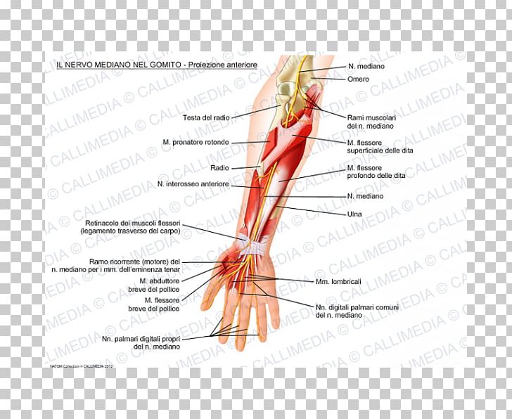 Thumb Median Nerve Elbow Ulnar Nerve PNG, Clipart, Abductor Pollicis Brevis Muscle, Arm, Blood Vessel, Brachial Plexus, Hand Free PNG Download