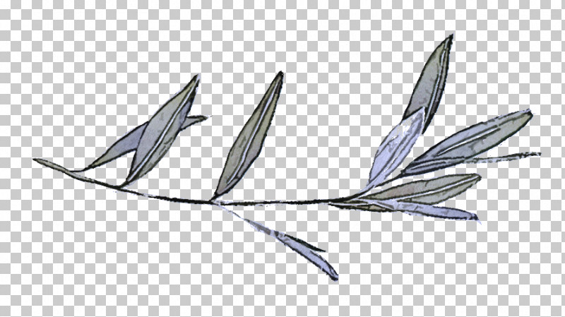 Feather PNG, Clipart, Biology, Feather, Leaf, Plants, Plant Structure Free PNG Download