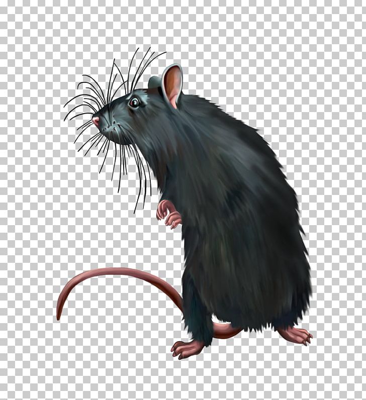 Computer Mouse Black Rat PNG, Clipart, Animals, Black Rat, Bonthain Rat, Computer Icons, Computer Mouse Free PNG Download