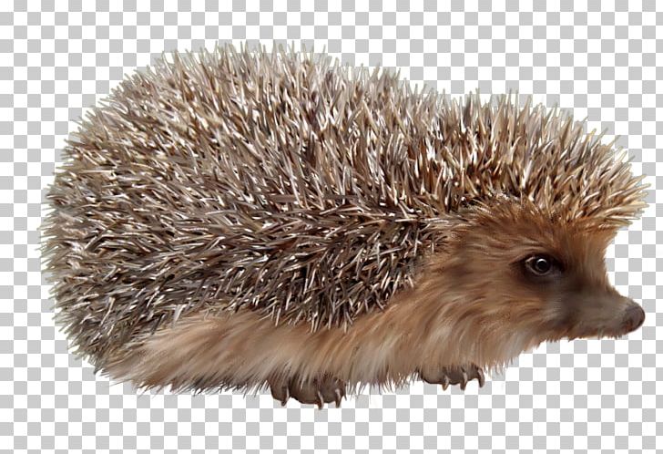Domesticated Hedgehog European Hedgehog PNG, Clipart, Animal, Animals, Cute, Cute Animal, Cute Animals Free PNG Download
