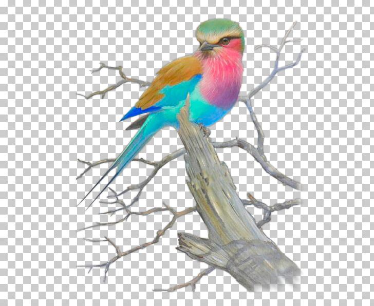 Lovebird Macaw Parakeet Feather Beak PNG, Clipart, Animals, Beak, Bird, Branch, Common Pet Parakeet Free PNG Download