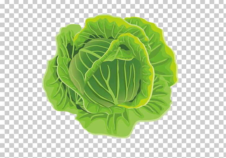 Cabbage Leaf Vegetable Cauliflower Kale PNG, Clipart, Brassica Oleracea, Broccoli, Cabbage Leaves, Cabbage Roses, Cartoon Cabbage Free PNG Download