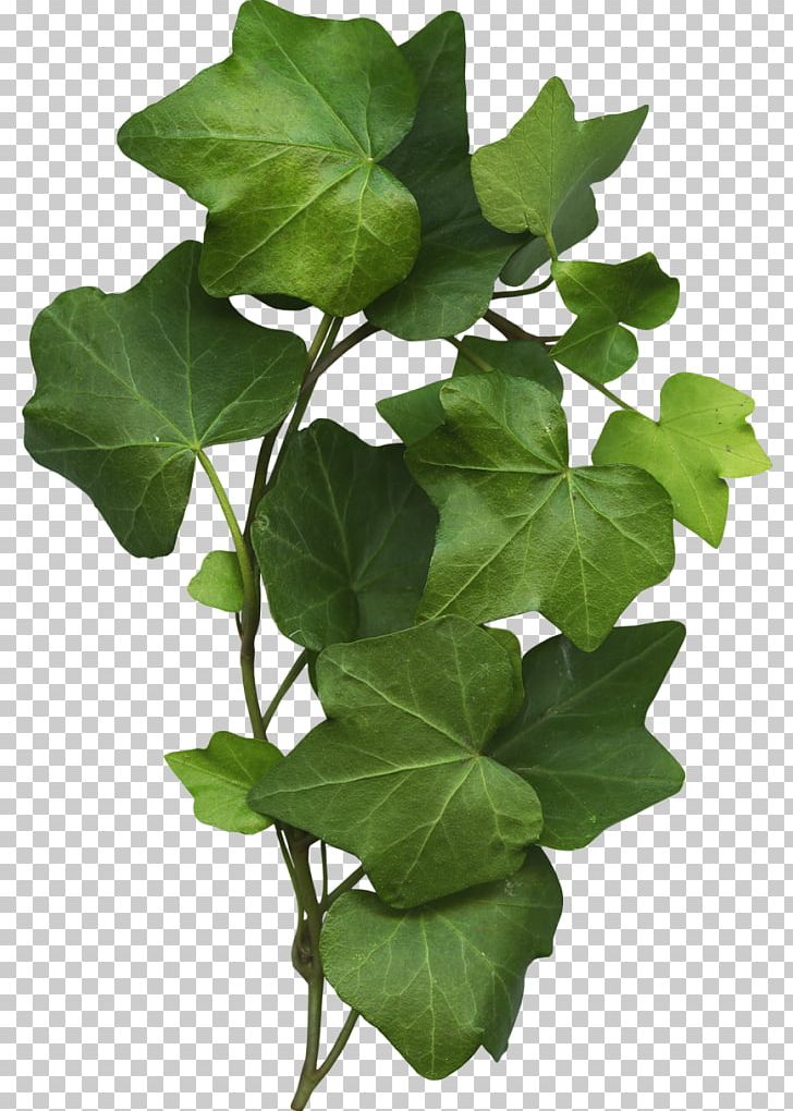 Common Grape Vine Leaf Common Ivy Plant PNG, Clipart, Branch, Climbing, Common Grape Vine, Common Ivy, Flowerpot Free PNG Download