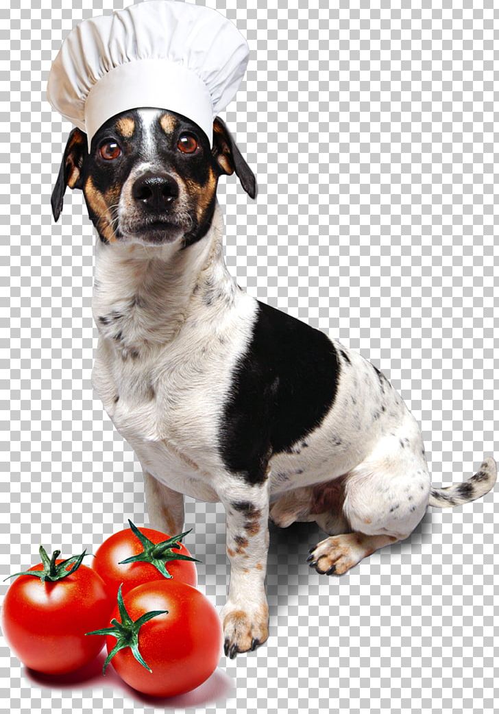 Dog Breed Jack Russell Terrier Dachshund Puppy Seznam.cz PNG, Clipart, Animals, Breed, Companion Dog, Dachshund, Dog Free PNG Download
