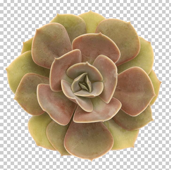 Echeveria Agavoides Succulent Plant Rosette Leaf Variegation PNG, Clipart, Agave, Cabbage, Cactaceae, Echeveria, Echeveria Agavoides Free PNG Download