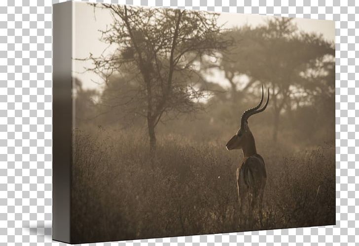 Fauna Stock Photography Wood Wildlife PNG, Clipart, Fauna, Grass, Horn, Landscape, M083vt Free PNG Download