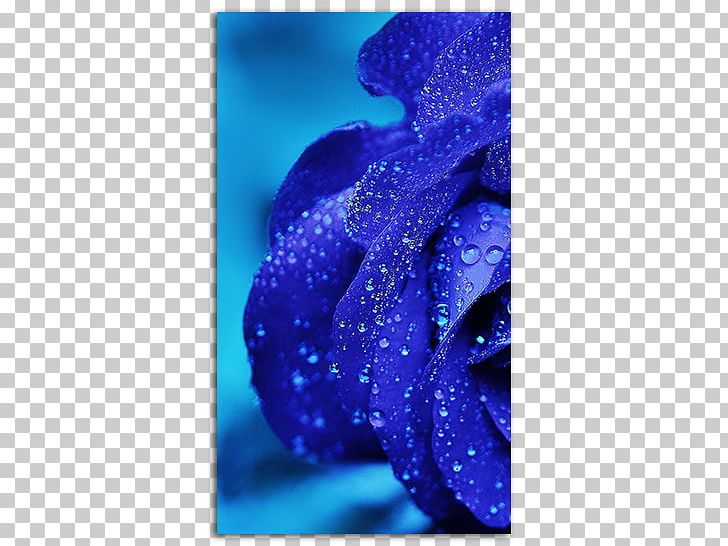 IPhone X Rose Desktop Flower High-definition Television PNG, Clipart, Blue, Blue Rose, Cobalt Blue, Desktop Wallpaper, Display Resolution Free PNG Download