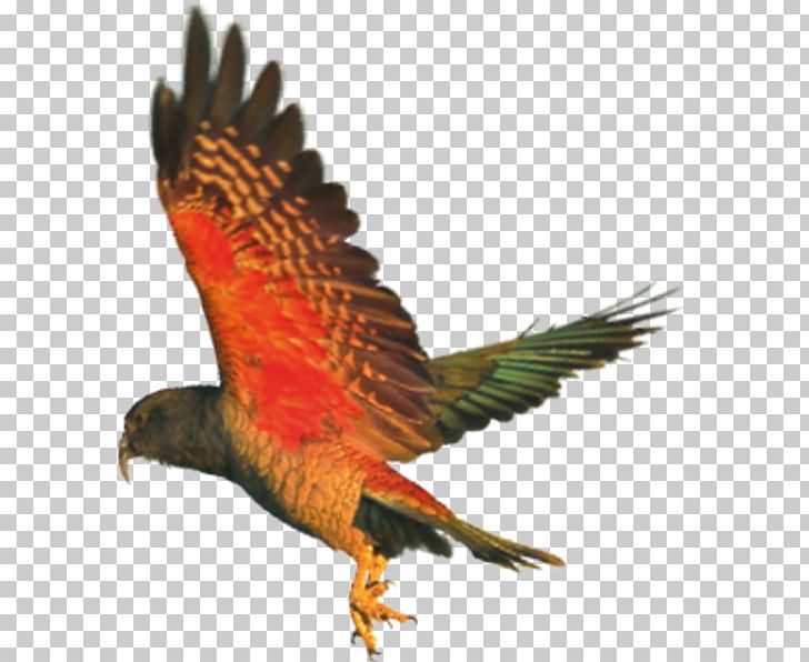 Parrot Hawk Kea Hellabrunn Zoo Beak PNG, Clipart, Animal, Animals, Beak, Bird, Bird Of Prey Free PNG Download