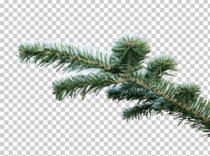 Spruce Branch Tree PNG, Clipart, Branch, Christmas Ornament, Conifer, Conifers, Digital Image Free PNG Download