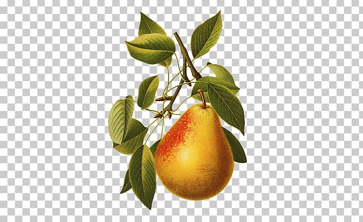 Williams Pear Asian Pear Fruit Illustration PNG, Clipart, Apple, Asian Pear, Citrus, European Pear, Food Free PNG Download