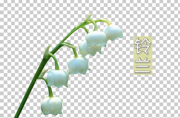 Lily Of The Valley PNG, Clipart, Background White, Black White, Cartoon, Computer Wallpaper, Display Resolution Free PNG Download