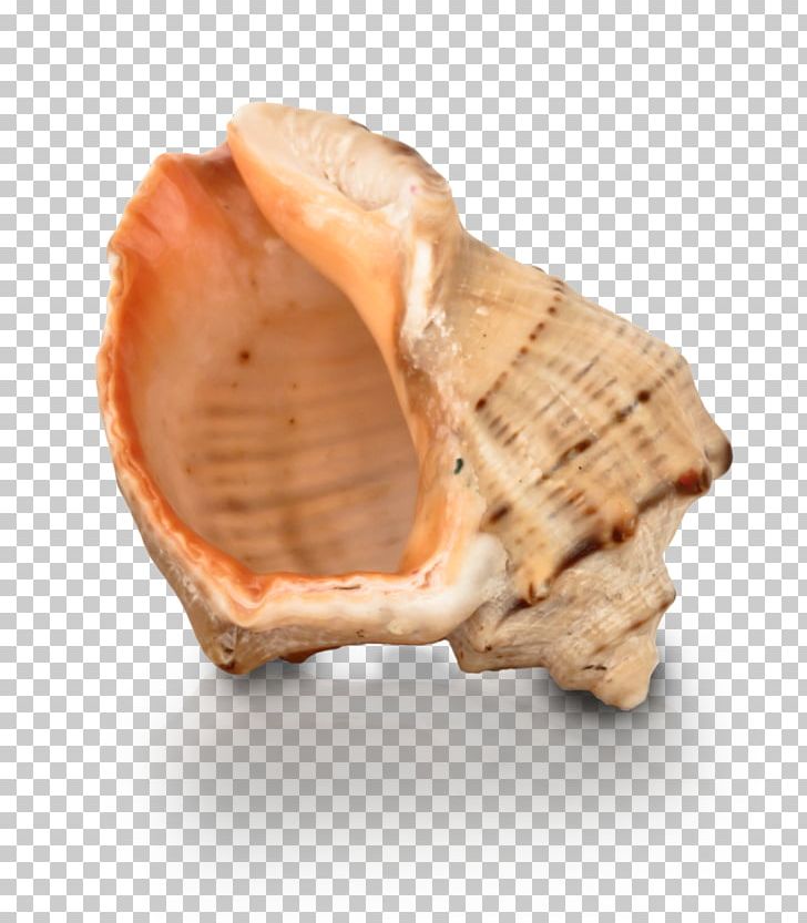 Toy Desktop File Size Photography PNG, Clipart, Child, Clam, Clams Oysters Mussels And Scallops, Cockle, Conch Free PNG Download