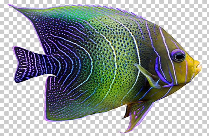 Tropical Fish Coral Reef Fish PNG, Clipart, Animal, Animals, Aquarium, Aquariums, Coral Reef Fish Free PNG Download