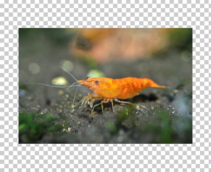 Beak Fauna Wildlife PNG, Clipart, Beak, Bird, Fauna, Orange, Organism Free PNG Download