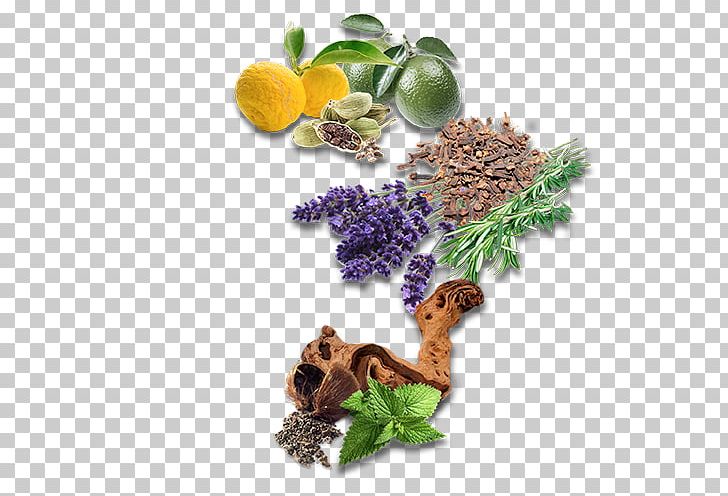 English Lavender Herbalism Recipe Milliliter Png Clipart Ac Sparta Prague Bergamot English Lavender Herb Herbalism Free